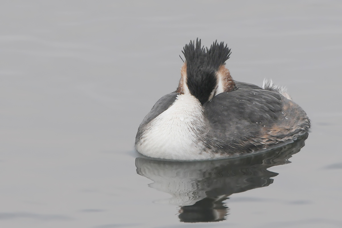 Great Crested Grebe (Fuut)