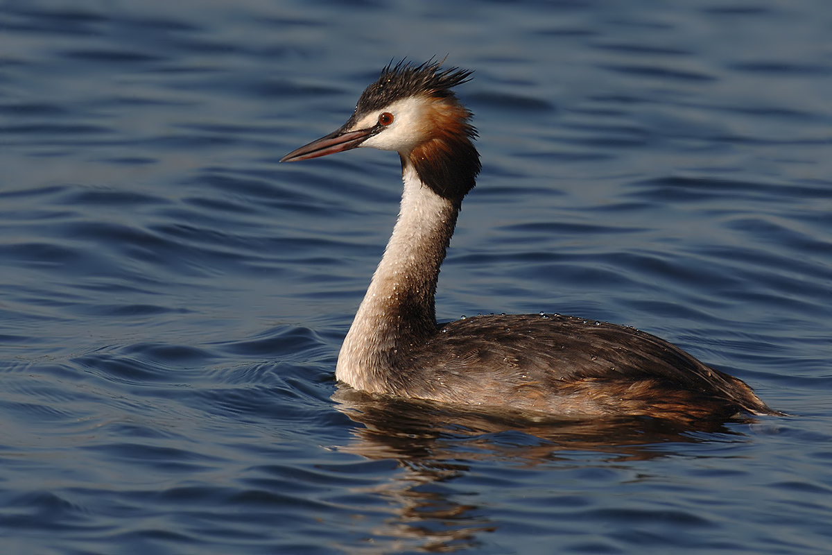 Great Crested Grebe (Fuut)