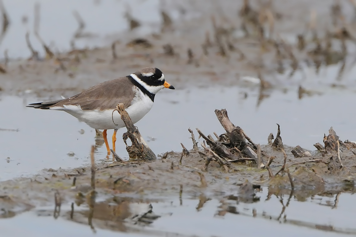 Great Ringed Plover (Bontbekplevier)