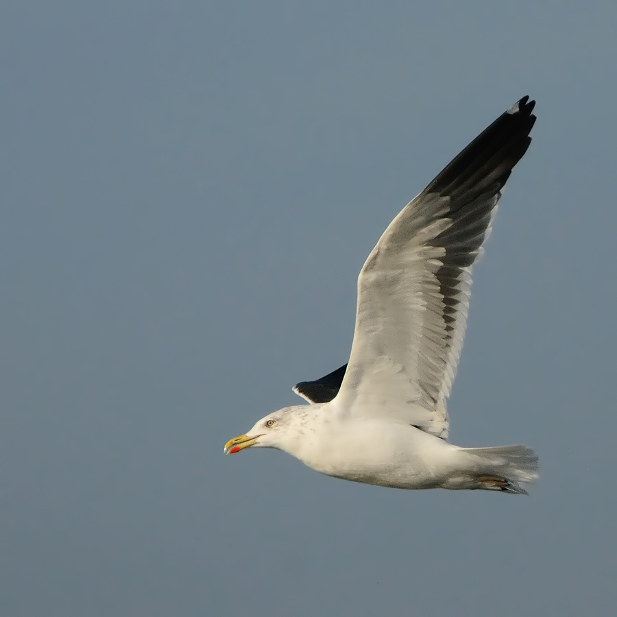 Lesser Black-backed Gull (Kleine Mantelmeeuw)