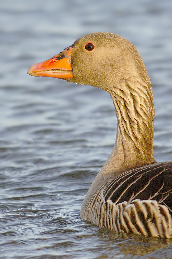 Greylag Goose (Grauwe Gans)
