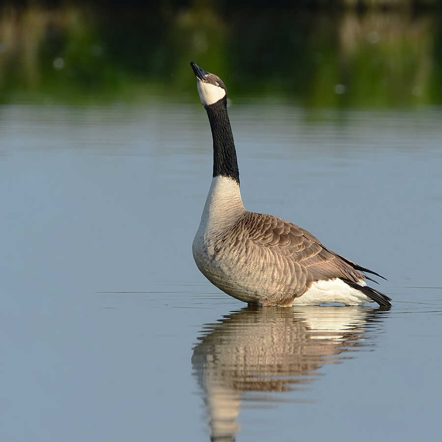 Canadian Goose (Canadese Gans)