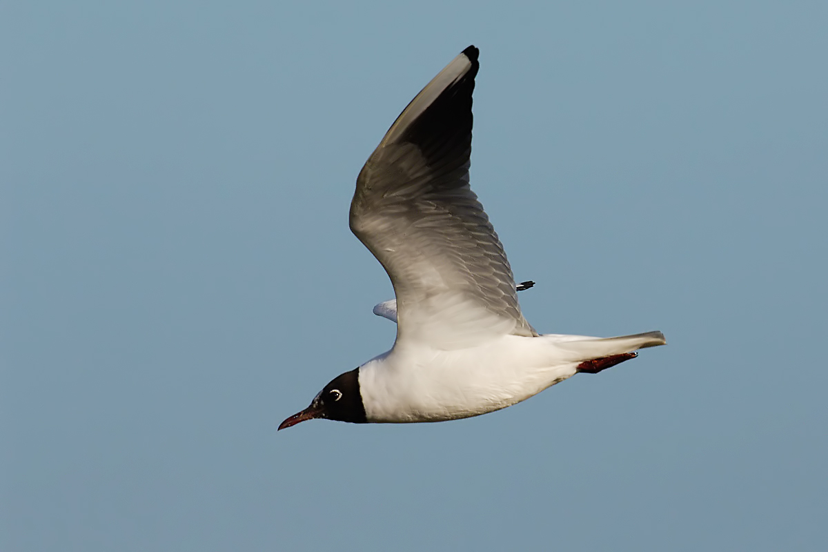 Black-headed Gull (Kokmeeuw)