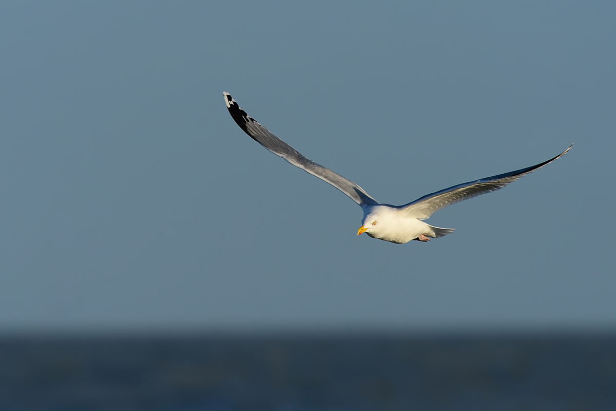 Herring Gull (Zilvermeeuw)