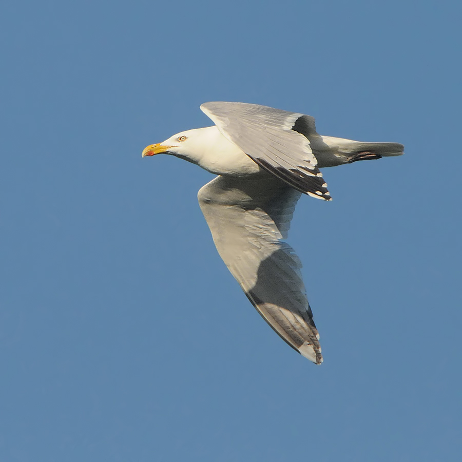 Herring Gull (Zilvermeeuw)