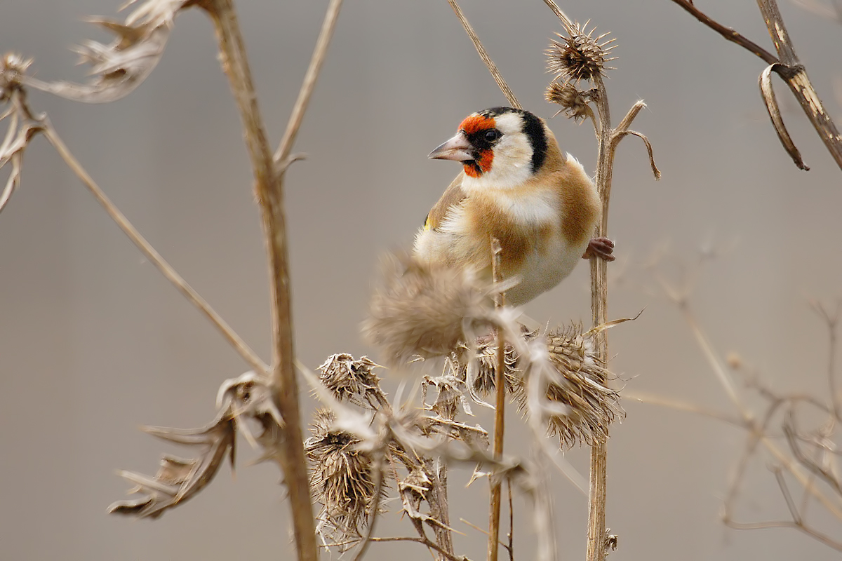 Goldfinch (Putter)
