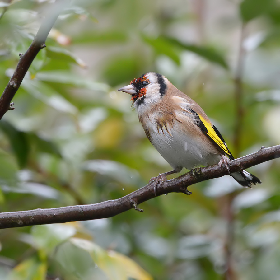 Goldfinch (Putter)