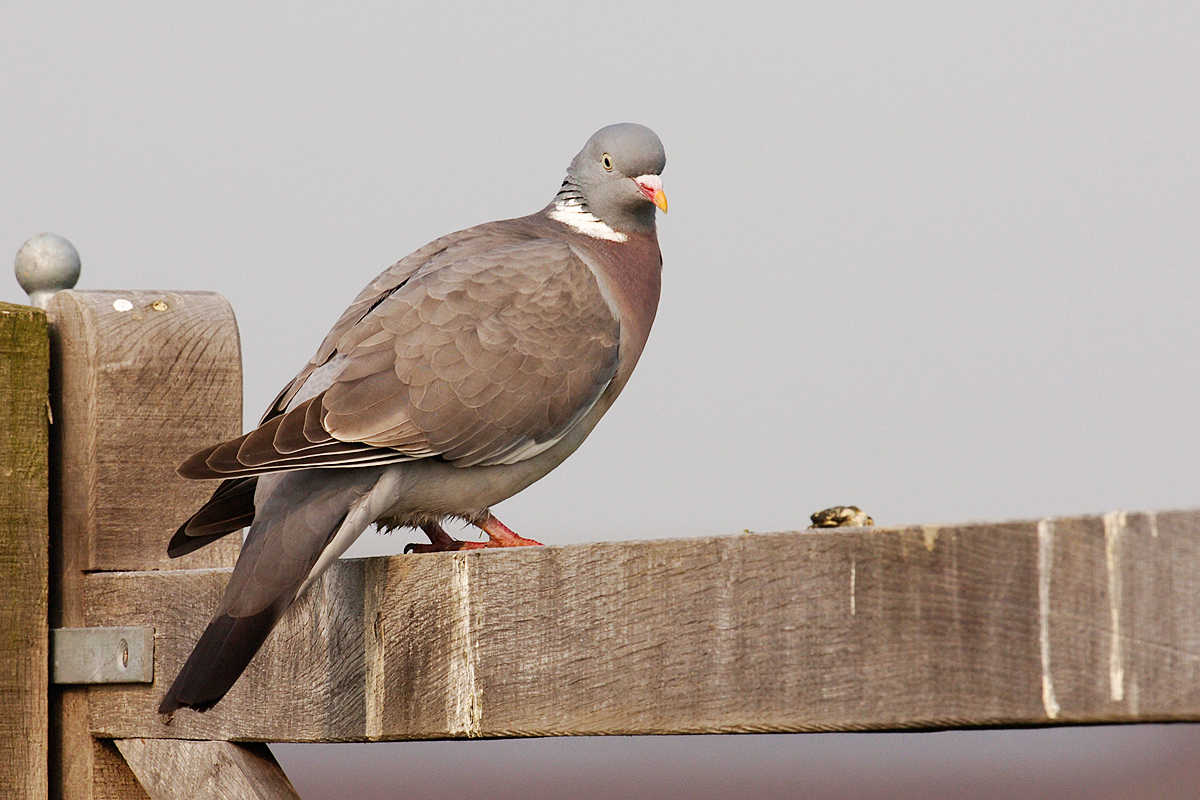 Wood Pigeon (Houtduif)