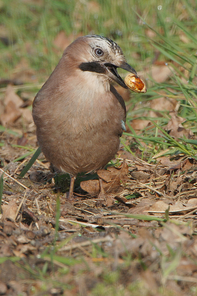 Eurasian Jay (Gaai)