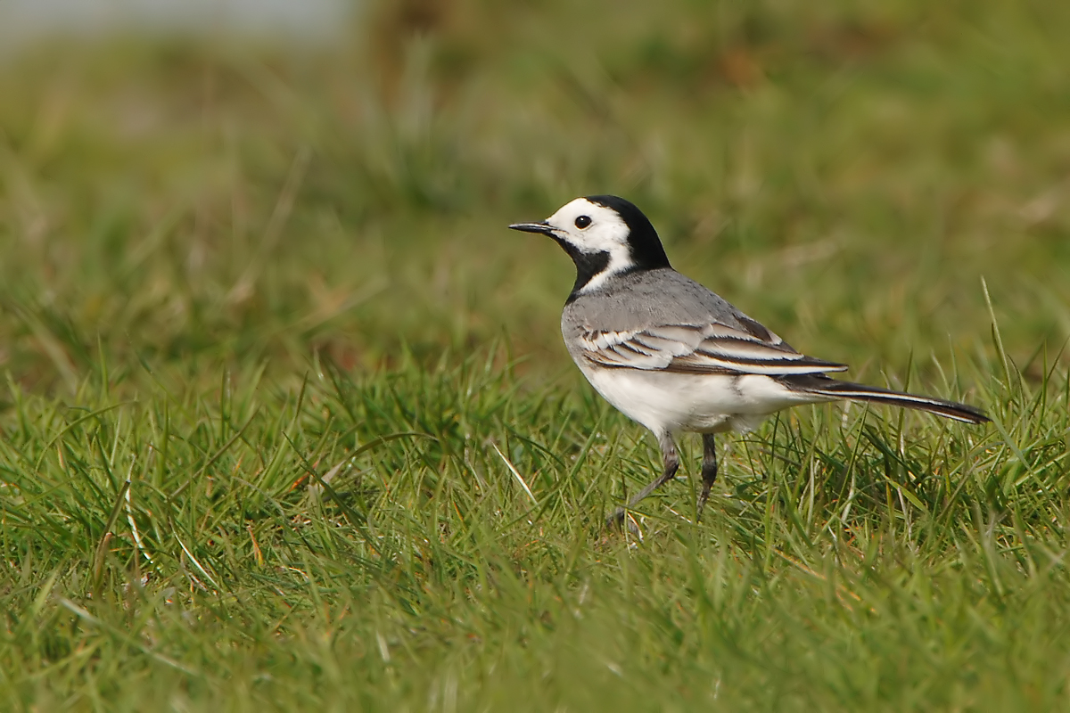 White Wagtail (Witte Kwikstaart)