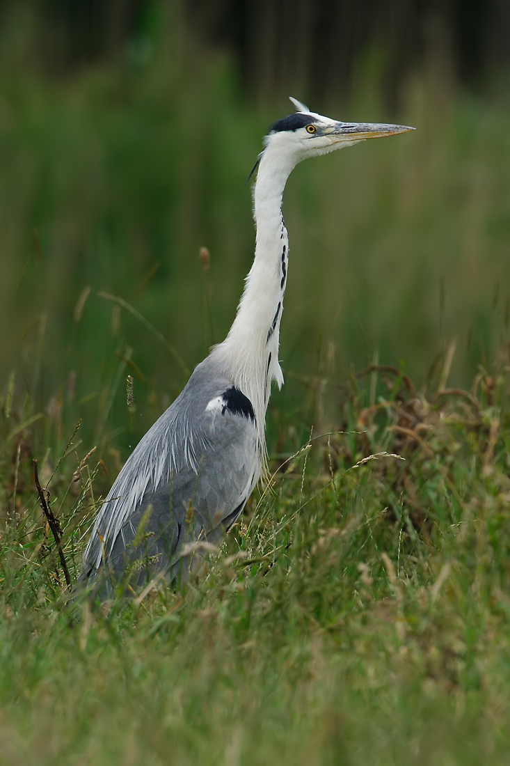 Grey Heron (Blauwe reiger)