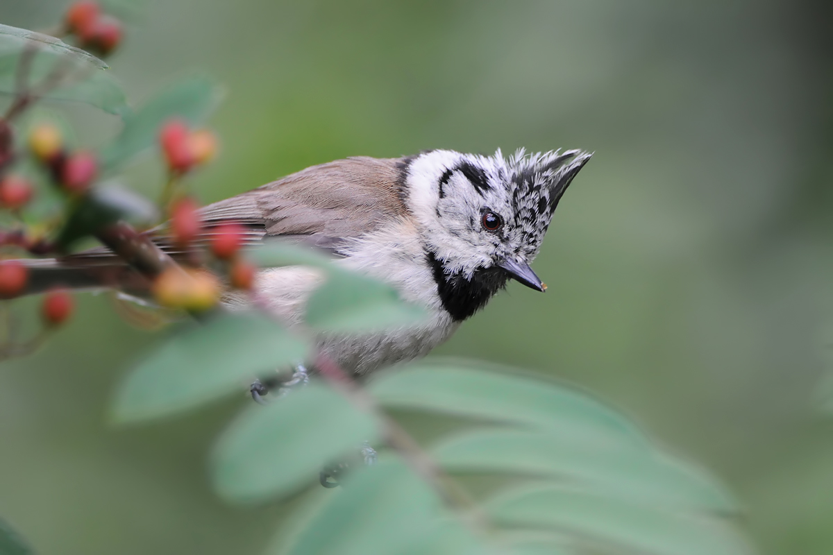 Crested Tit (Kuifmees)
