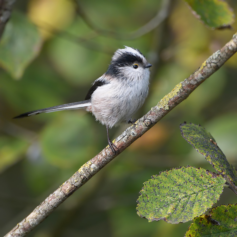Long-tailed Tit (Staartmees)