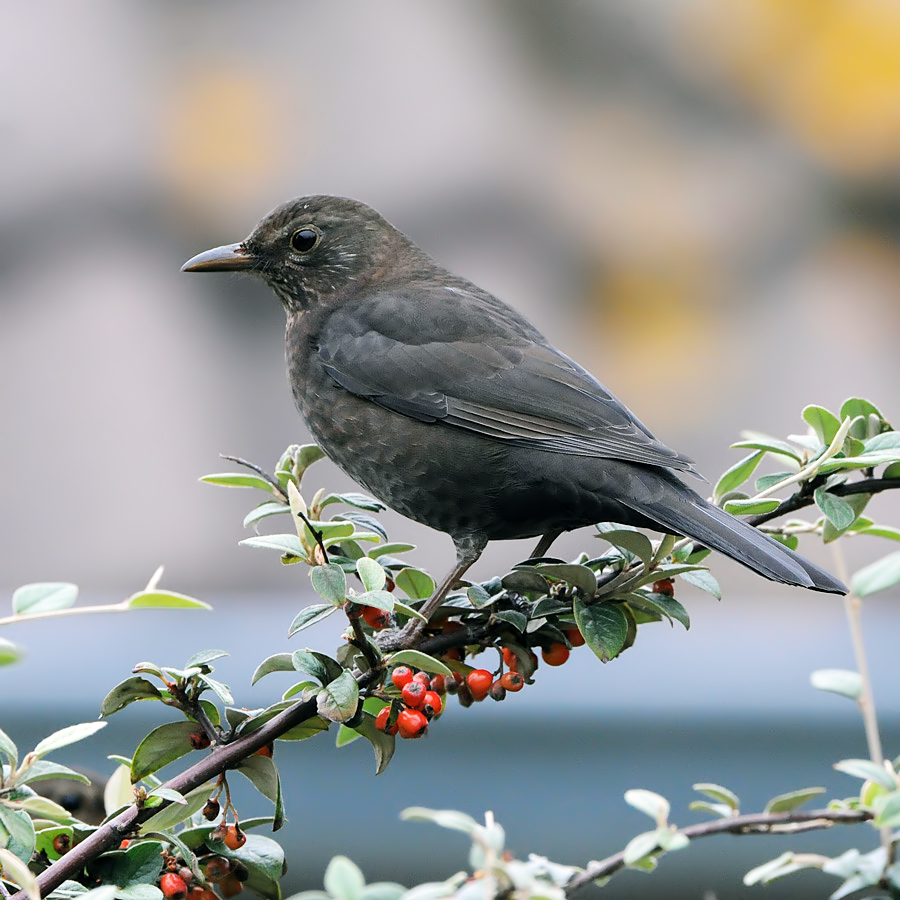 Blackbird (Merel)