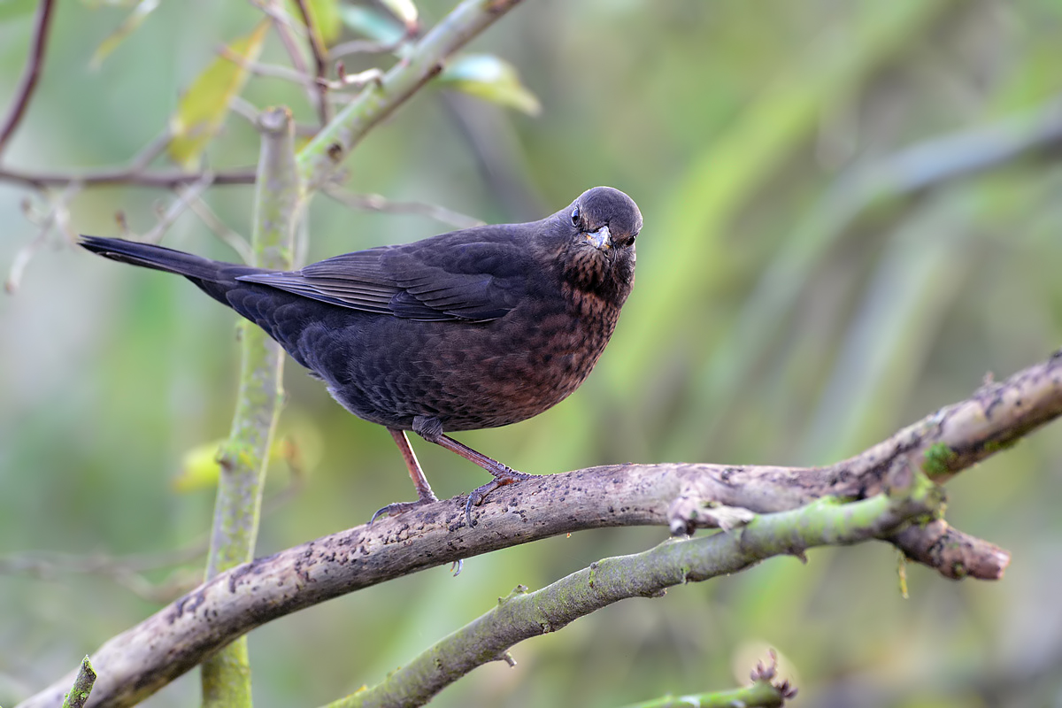 Blackbird (Merel)