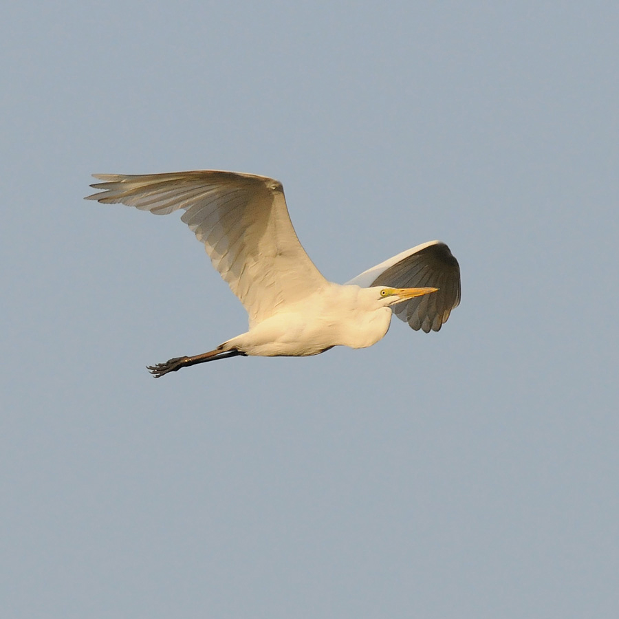 Great White Egret (Grote Zilverreiger)