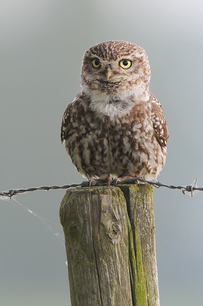 Little Owl (Steenuil)