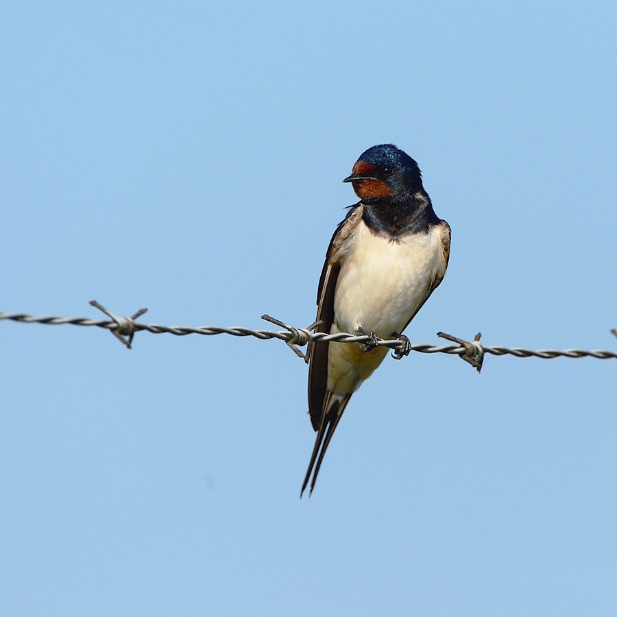 Barn Swallow (Boerenzwaluw)