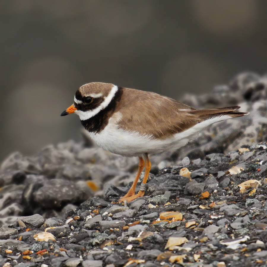 Great Ringed Plover (Bontbekplevier)