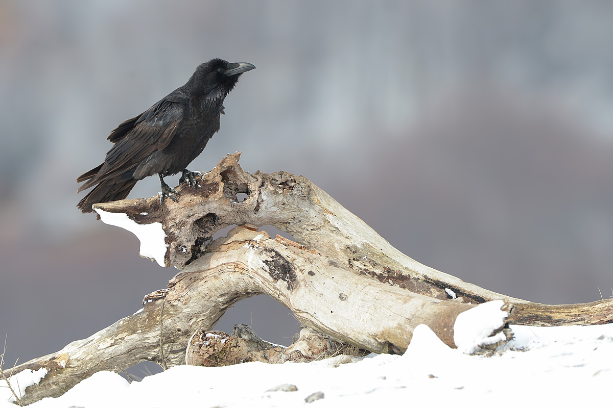 Common Raven (Raaf)