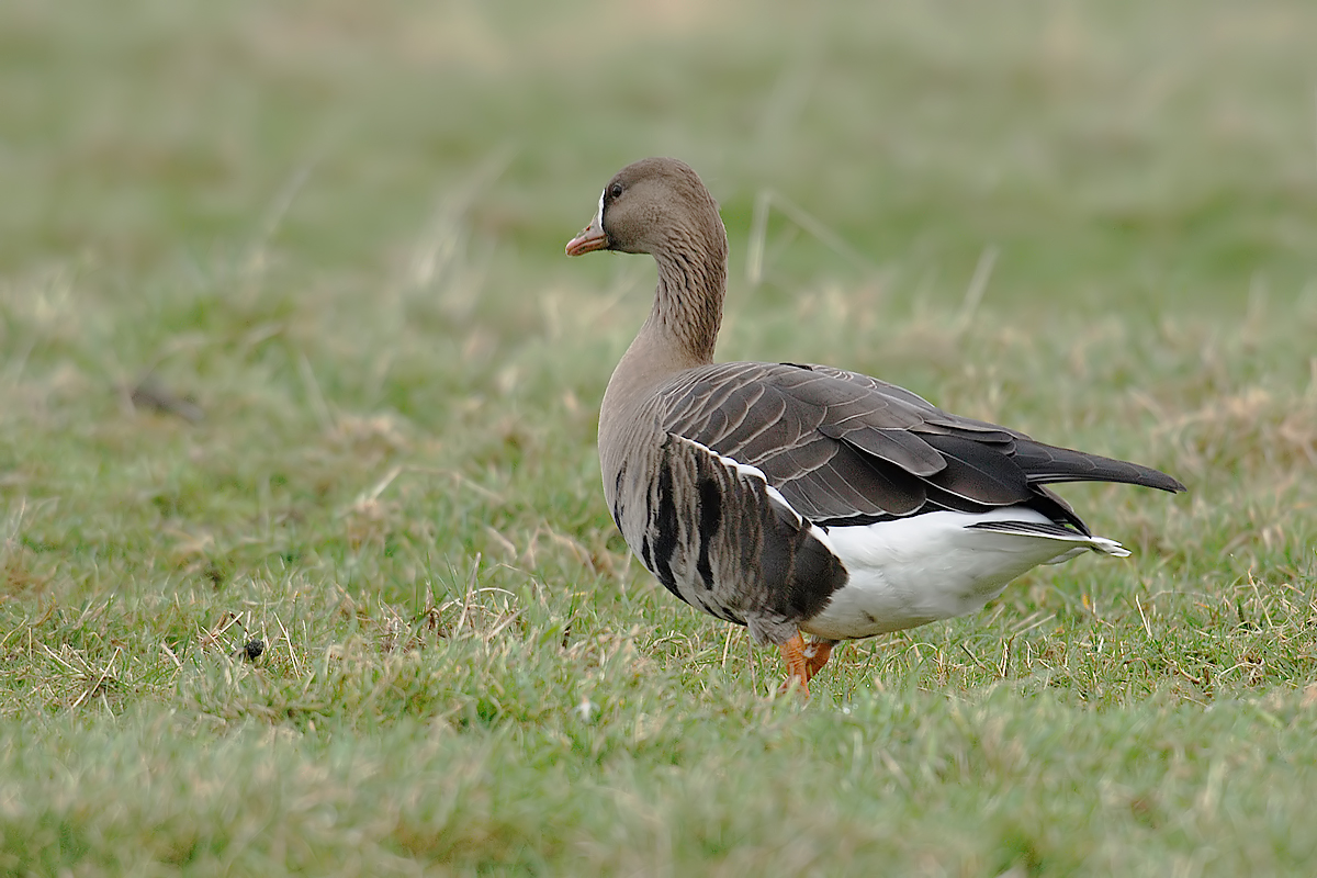 White-fronted Goose (Kolgans)