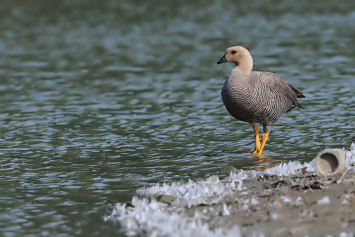 Magellan Goose (Magelhaen Gans)