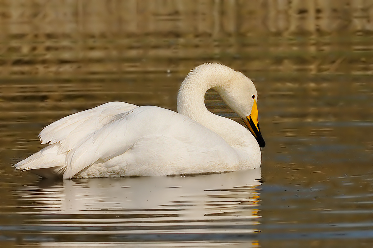 Whooper Swan (Wilde Zwaan)