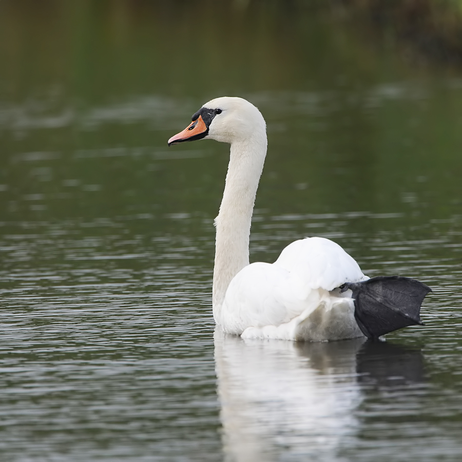 Mute Swan (Knobbelzwaan)