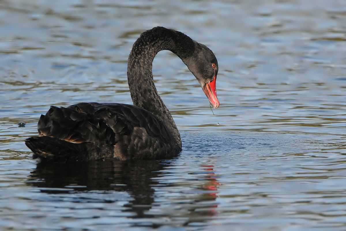 Black Swan (Zwarte Zwaan)