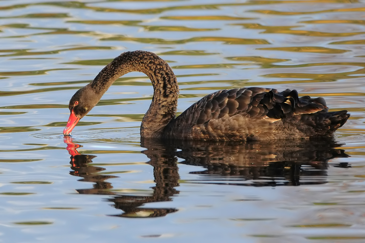 Black Swan (Zwarte Zwaan)
