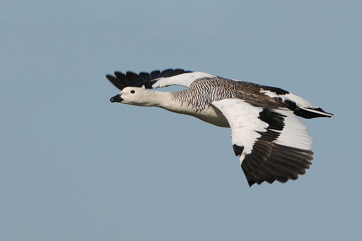 Magellan Goose (Magelhaen Gans)
