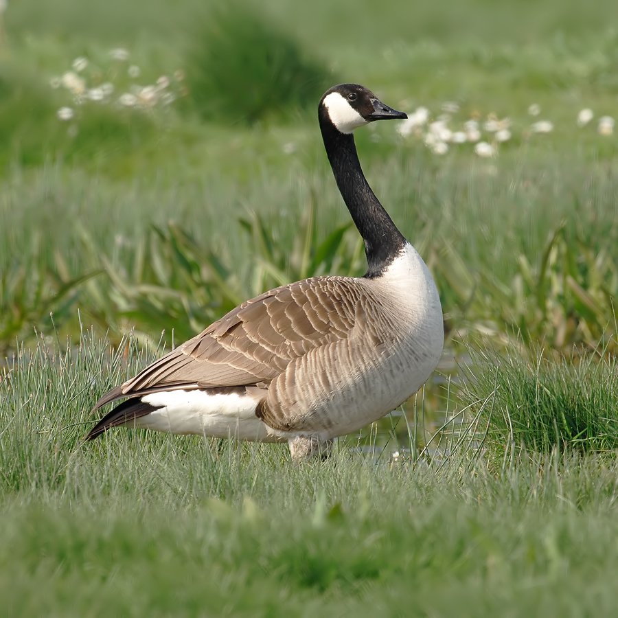 Canada Goose (Canadese Gans)
