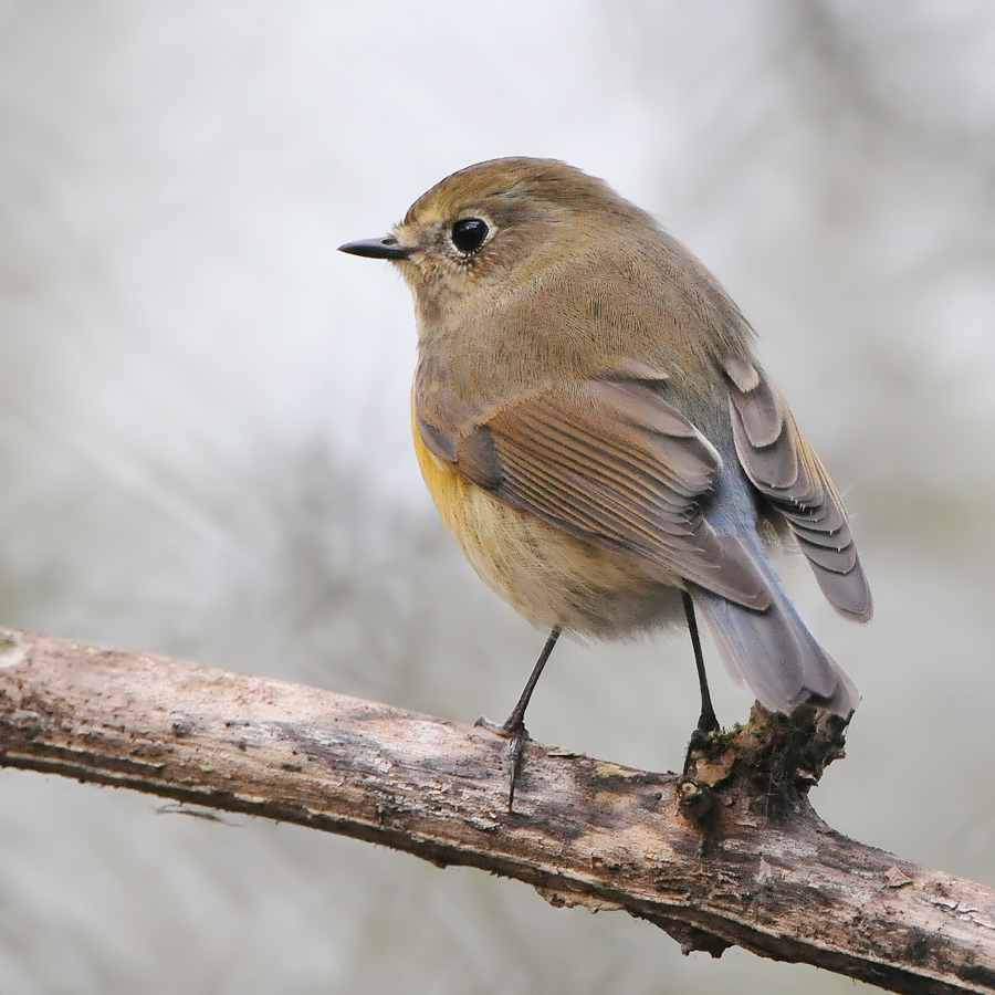 Red-flanked Bluetail (Blauwstaart)