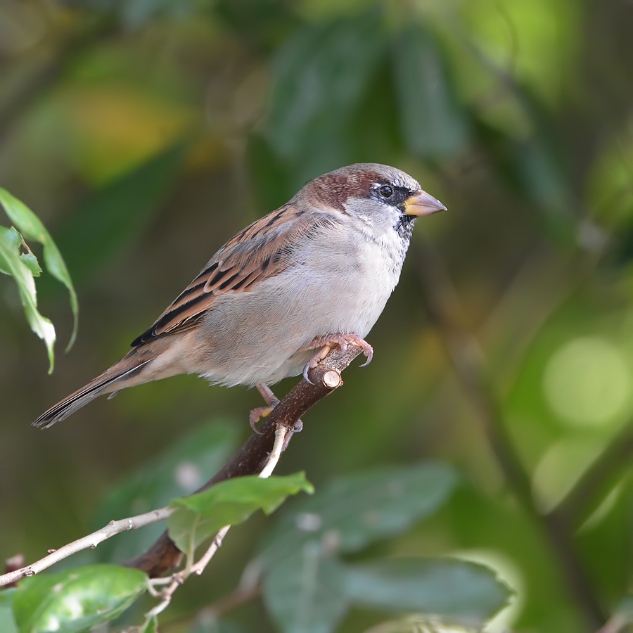 House Sparrow (Huismus)