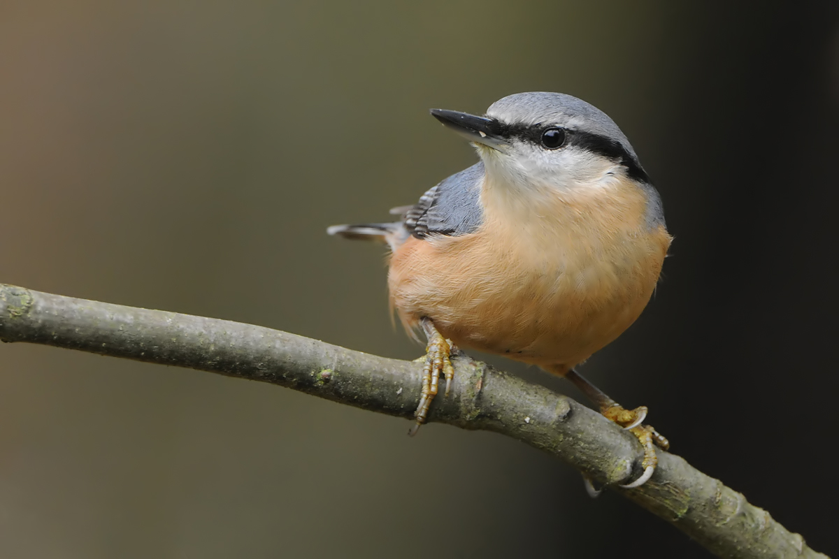 European Nuthatch (Boomklever)