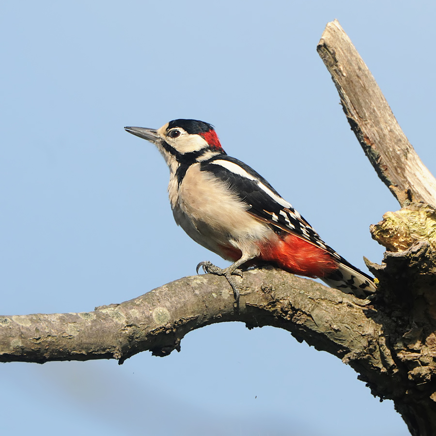 Great Spotted Woodpecker (Grote Bonte Specht)