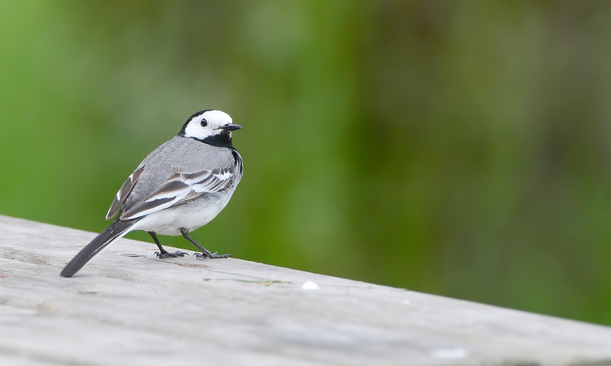White Wagtail (Witte Kwikstaart)