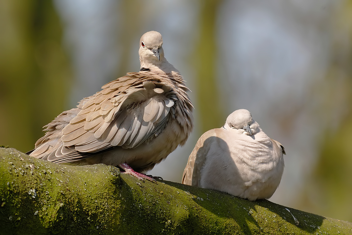 Collared Dove (Turkse Tortel)