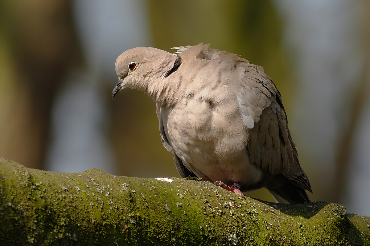 Collared Dove (Turkse Tortel)