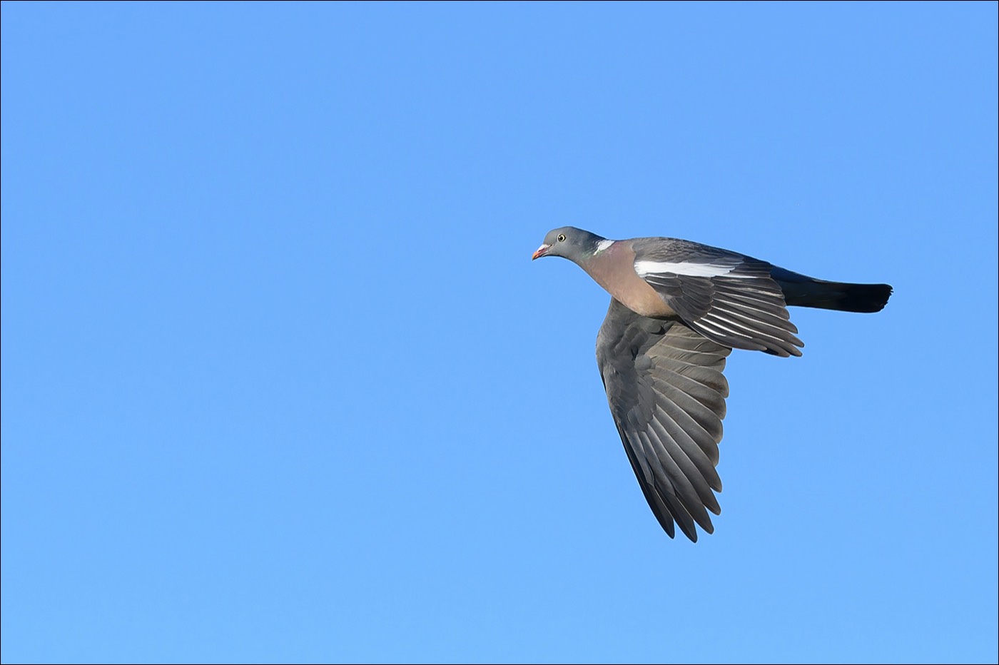 Wood Pigeon (Houtduif) - Wenduine (Belgium) - 17/04/22