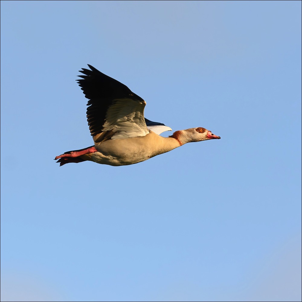 Egyptian Goose (Nijlgans) - Uitkerke (Belgium) - 03/05/22