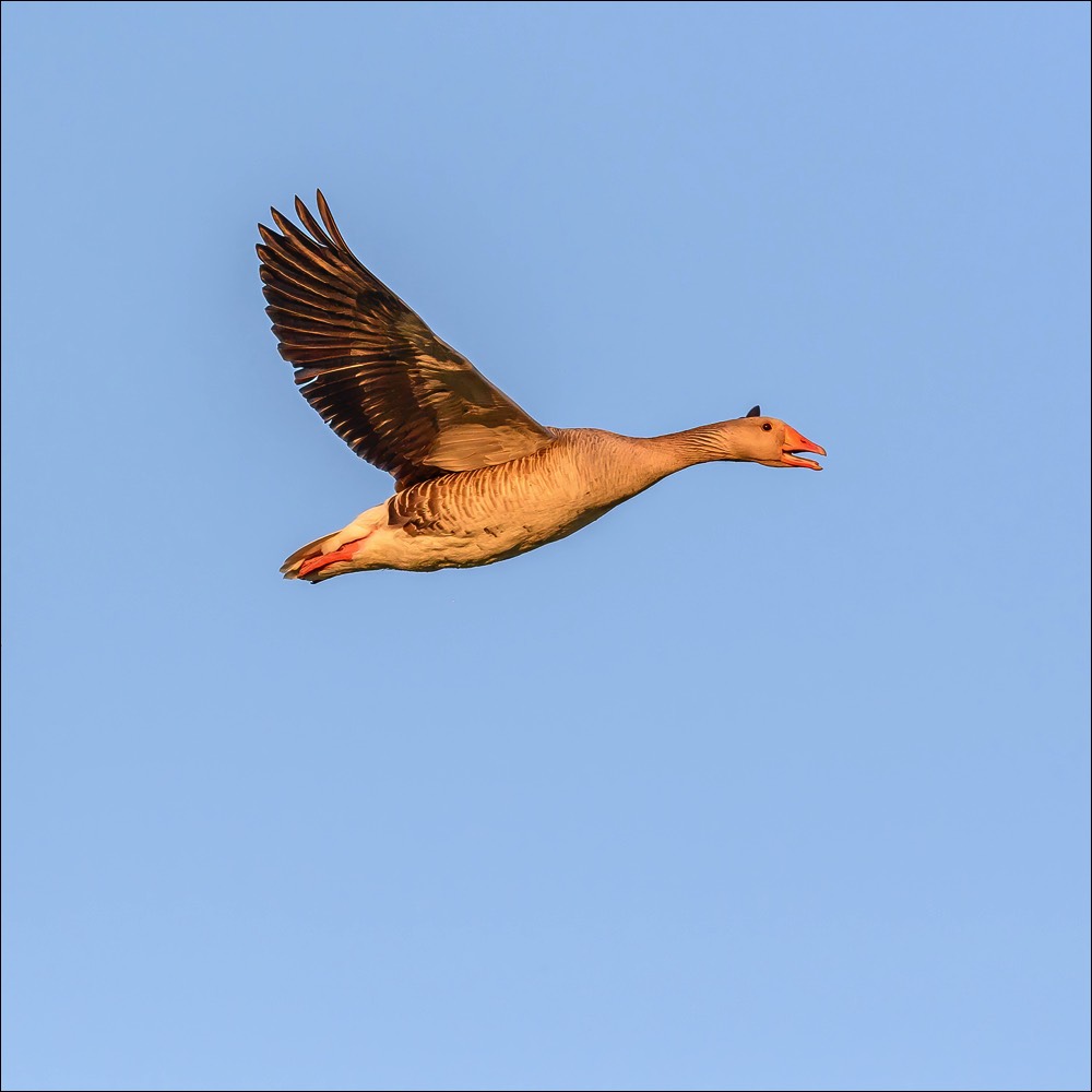 Greylag Goose (Grauwe Gans) - Uitkerke (Belgium) - 16/04/22