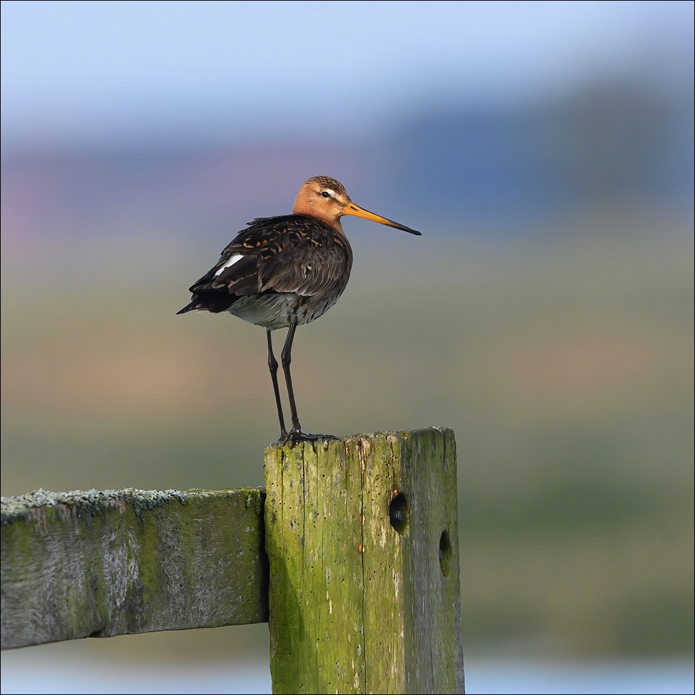 Black-tailed Godwit (Grutto) - Uitkerke (Belgium) - 14/04/22