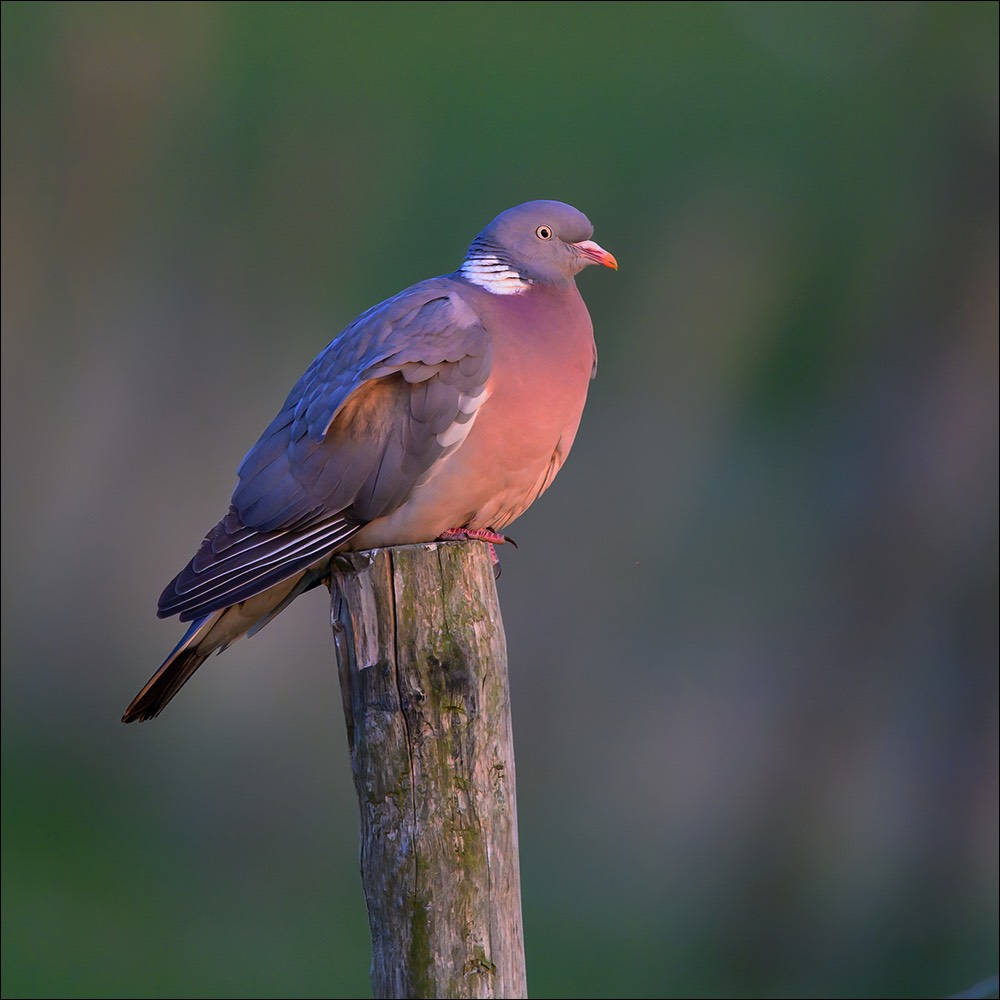 Wood Pigeon (Houtduif) - Wenduine (Belgium) - 19/04/22