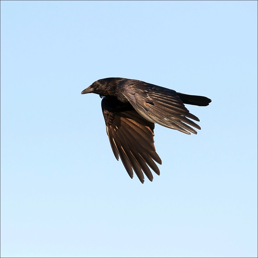Carrion Crow (Zwarte Kraai) Uitkerke (Belgium) - 08/05/22