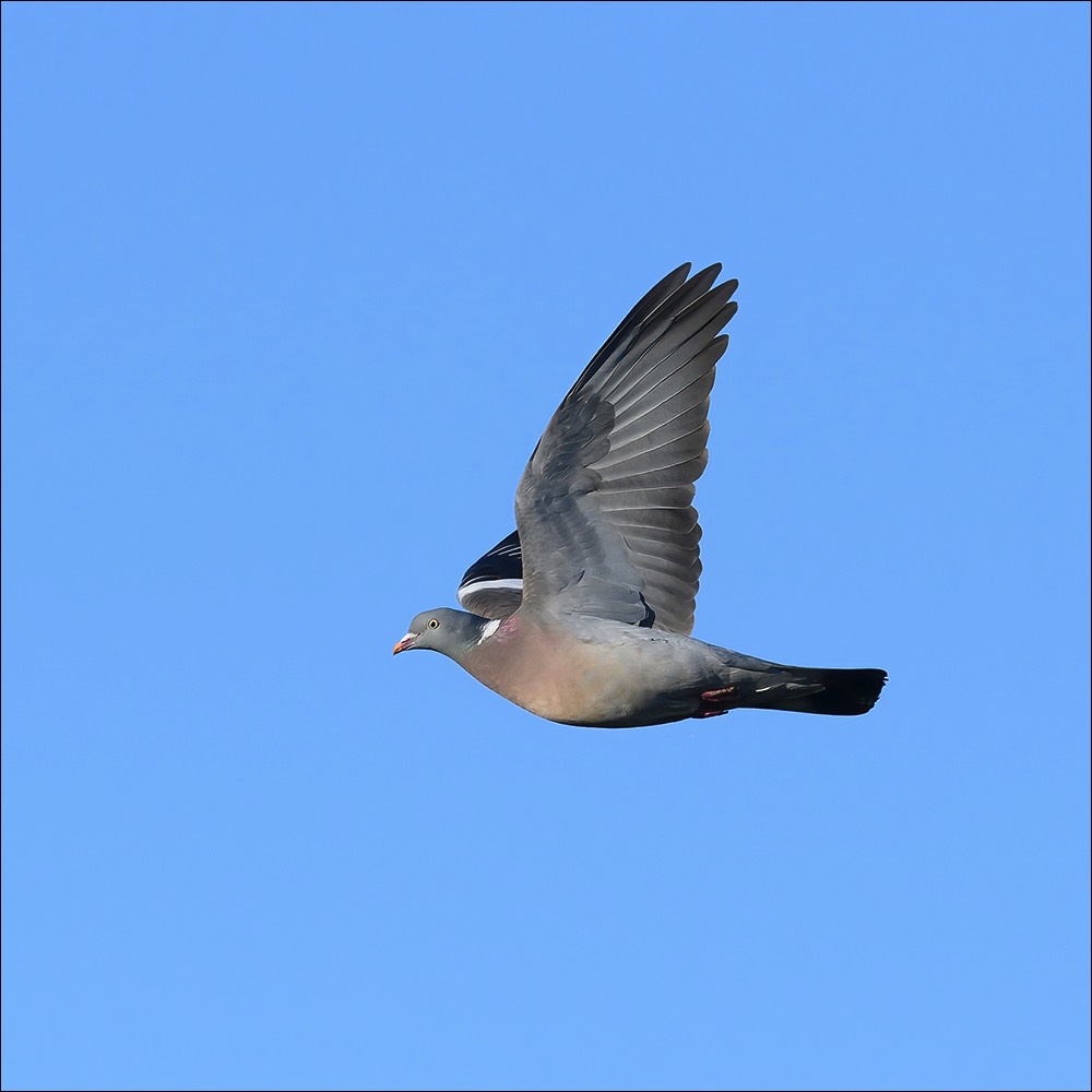 Wood Pigeon (Houtduif) - Wenduine (Belgium) - 17/04/22