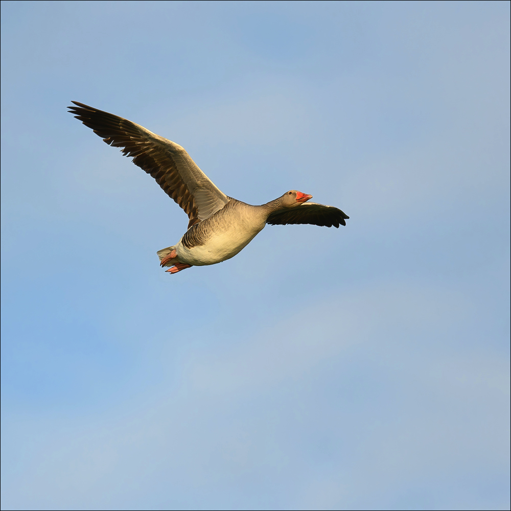 Greylag Goose (Grauwe Gans) - Uitkerke (Belgium) - 10/05/22
