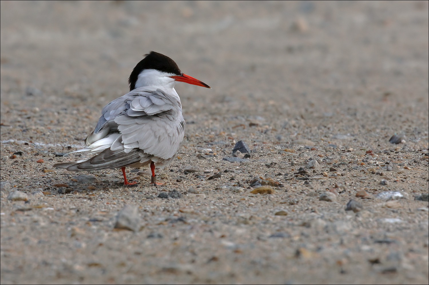 Stacks Image 90