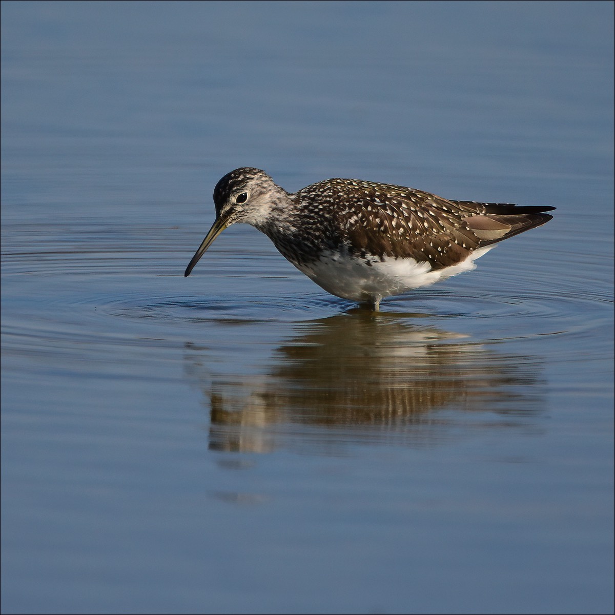 Stacks Image 80