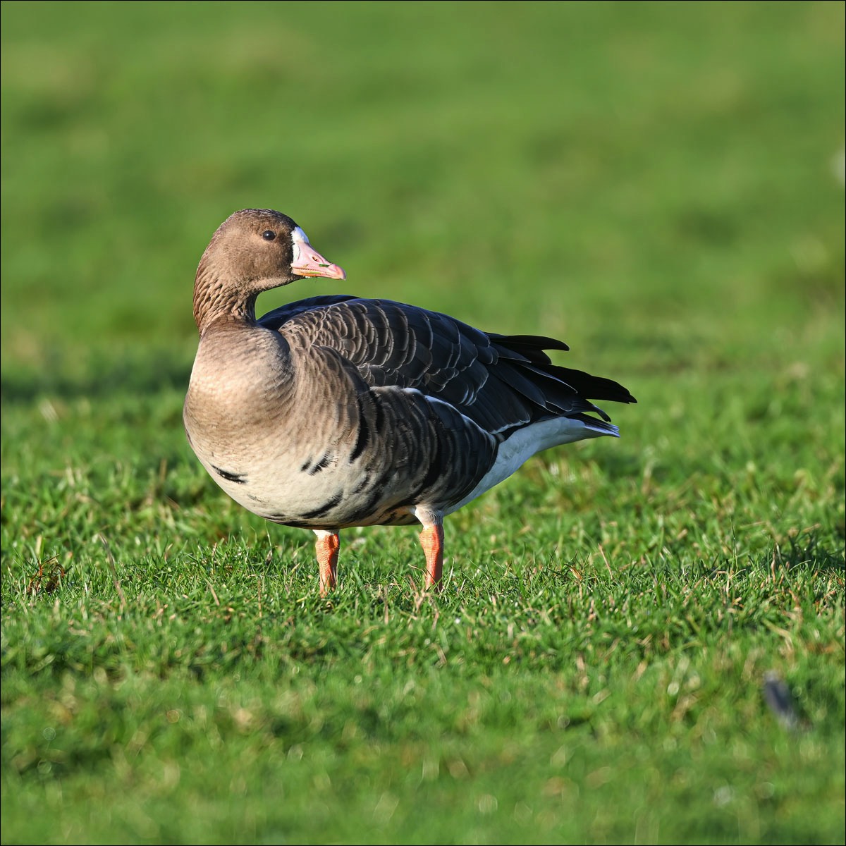 Stacks Image 140